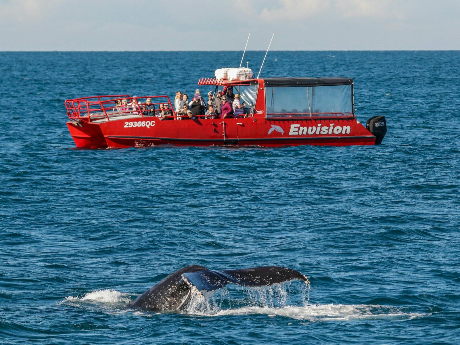 Envision: 1.5hr Whale Watch Express